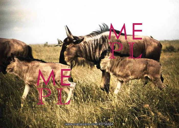 : Kenyan Wildebeest / Gnu : Kenyan Wildebeest / Gnu