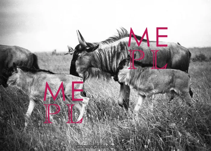 : Kenyan Wildebeest / Gnu : Kenyan Wildebeest / Gnu
