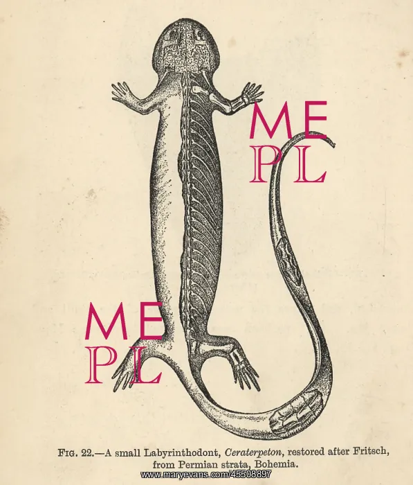 : Keraterpeton galvani : Keraterpeton galvani