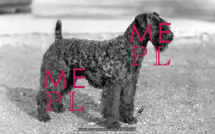 : KERRY BLUE TERRIER / 1928