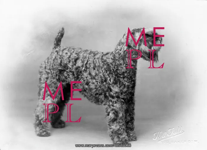  : KERRY BLUE TERRIER / 1930