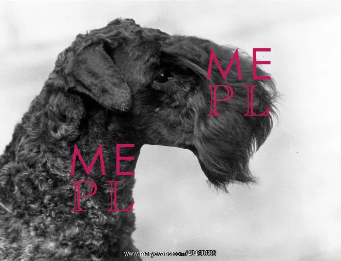 : KERRY BLUE TERRIER / 1934 : KERRY BLUE TERRIER / 1934