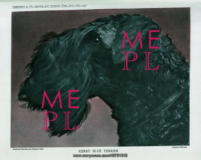 : Kerry Blue Terrier : Kerry Blue Terrier