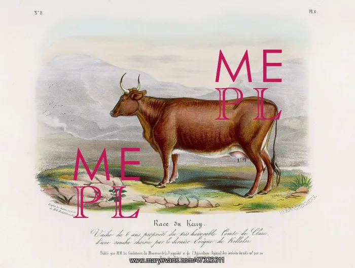 : KERRY COW. 6-year old Kerry cow, owned by the earl of Clare (Ireland) : KERRY COW. 6-year old Kerry cow, owned by the earl of Clare (Ireland)