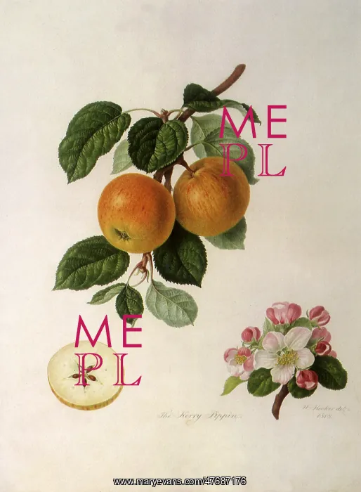  : Kerry Pippin Apples