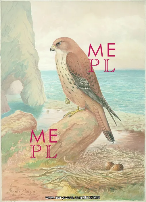  : Kestrel by George Rankin