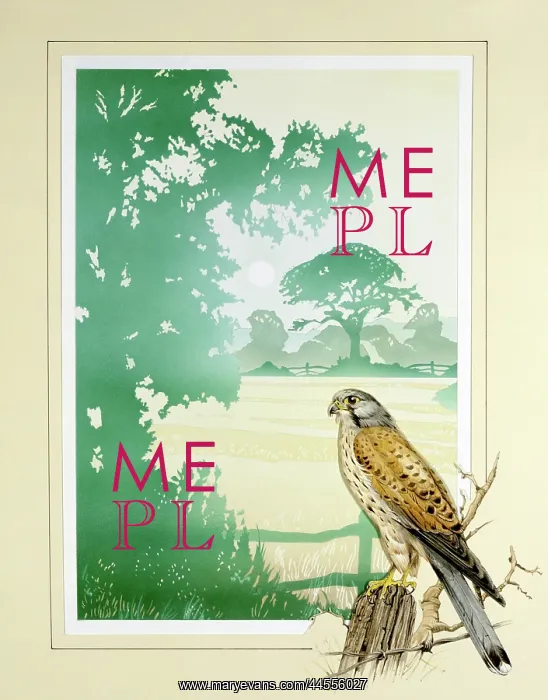 : Kestrel and English Countryside scenery : Kestrel and English Countryside scenery