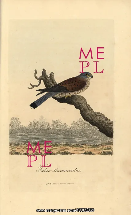 : Kestrel, Falco tinnunculus : Kestrel, Falco tinnunculus