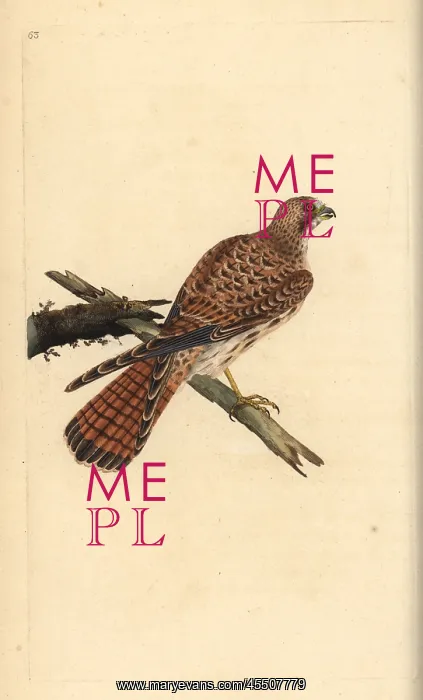 : Kestrel, Falco tinnunculus, female : Kestrel, Falco tinnunculus, female