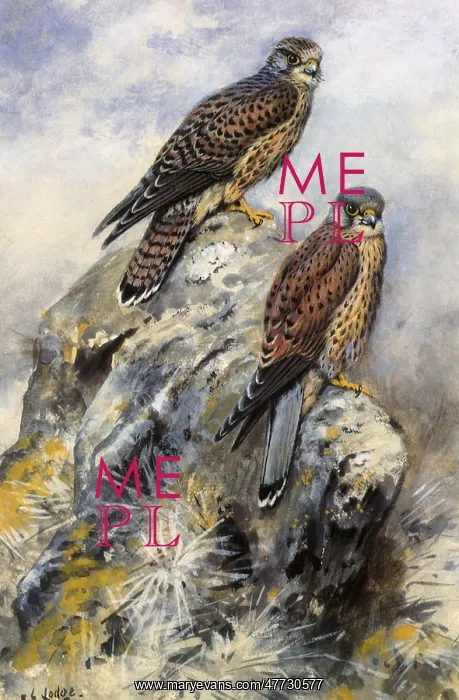  : Kestrel, Falco tunnunculus