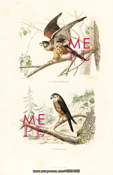 : Kestrel and merlin : Kestrel and merlin