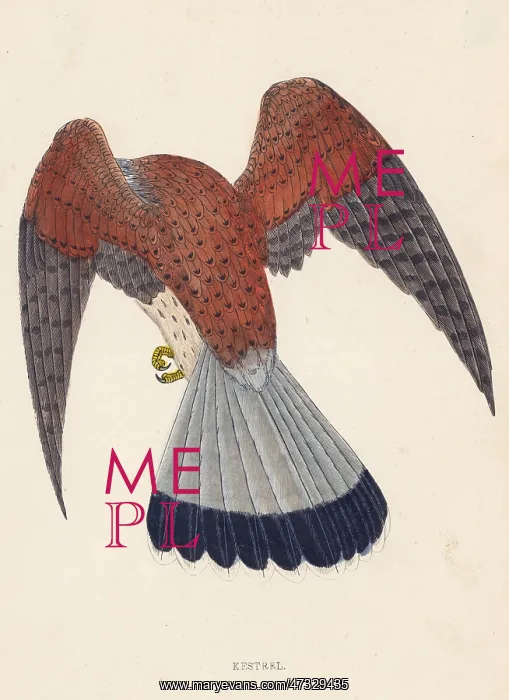  : KESTREL (MORRIS)