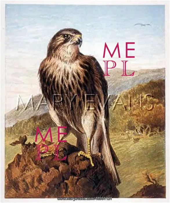  : KESTREL ON ROCK