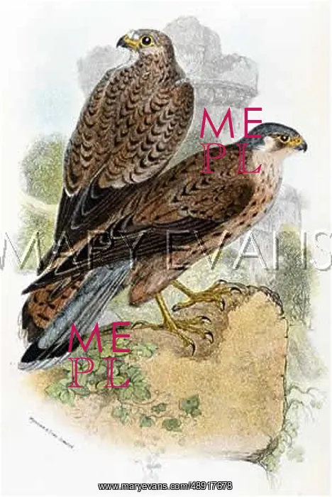  : KESTREL (SHARPE)