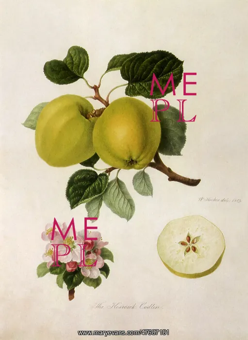  : Keswick Codlin Apples