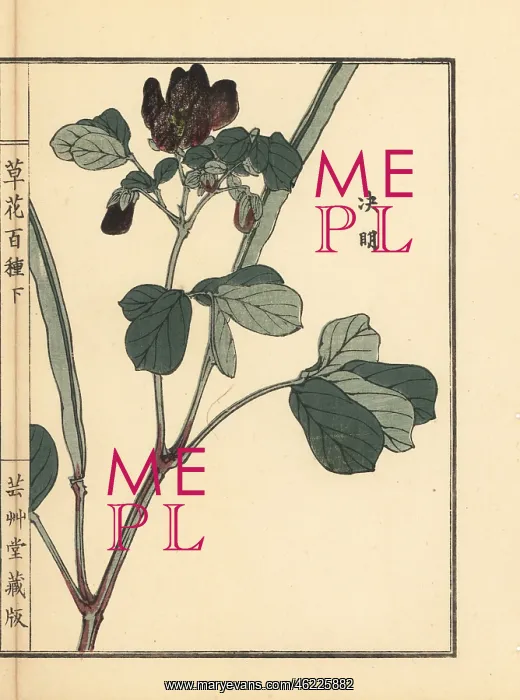 : Ketsumei, Chinese senna or sicklepod, Senna obtusifolia : Ketsumei, Chinese senna or sicklepod, Senna obtusifolia