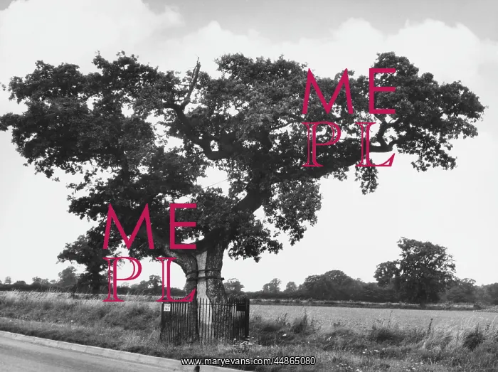 : KETT'S OAK : KETT'S OAK