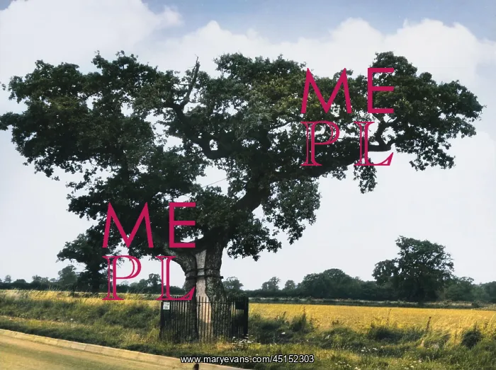 : KETT'S OAK : KETT'S OAK