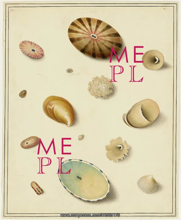 : Keyhole Limpets : Keyhole Limpets