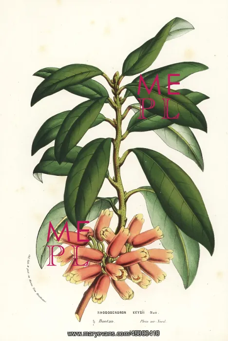 : Keys rhododendron, Rhododendron keysii : Keys rhododendron, Rhododendron keysii