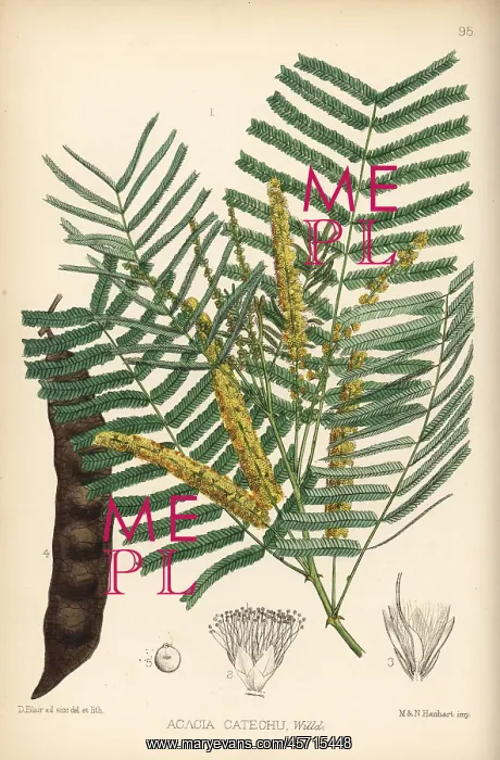 : Khair or kher, Acacia catechu : Khair or kher, Acacia catechu