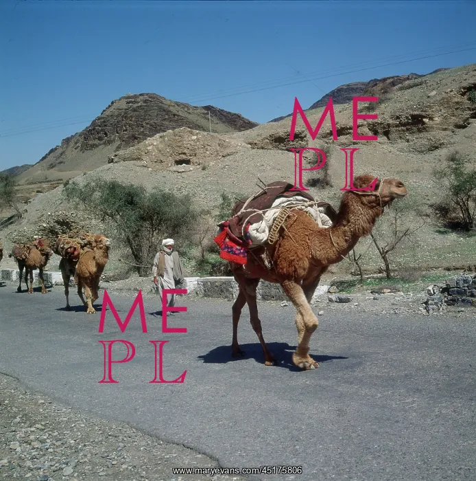  : KHYBER PASS / CAMELS