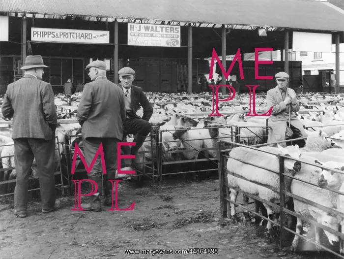 : KIDDERMINSTER SHEEP FAIR : KIDDERMINSTER SHEEP FAIR