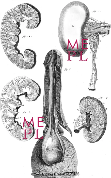 : KIDNEY & BLADDER 18TH C : KIDNEY & BLADDER 18TH C
