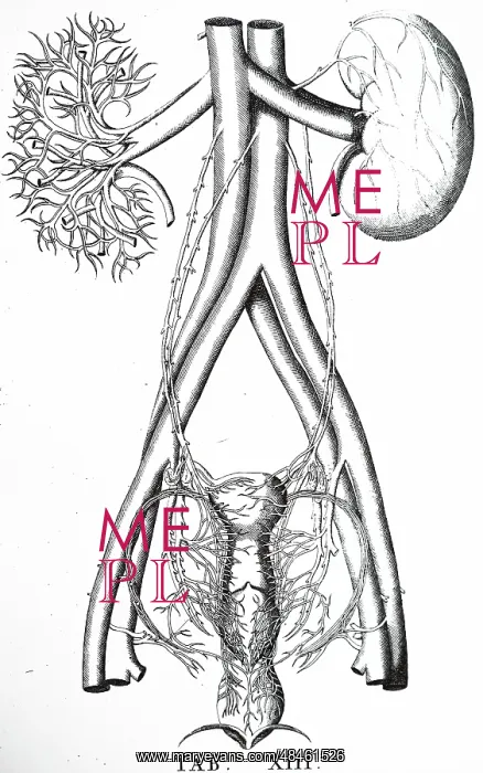 : Kidneys: One shown whole and the other as a network : Kidneys: One shown whole and the other as a network