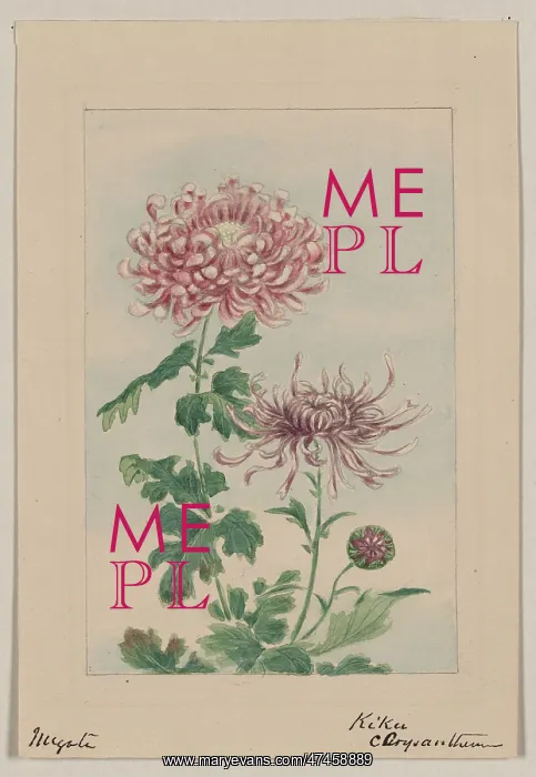 : Kiku - chrysanthemum : Kiku - chrysanthemum