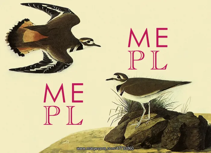 : Killdeer : Killdeer