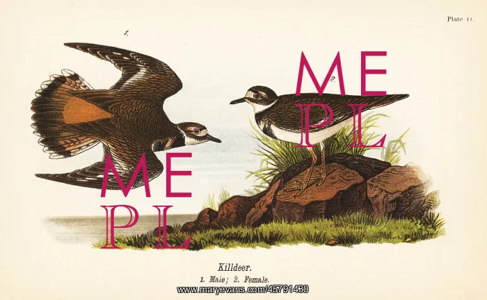 : Killdeer, Charadrius vociferus : Killdeer, Charadrius vociferus
