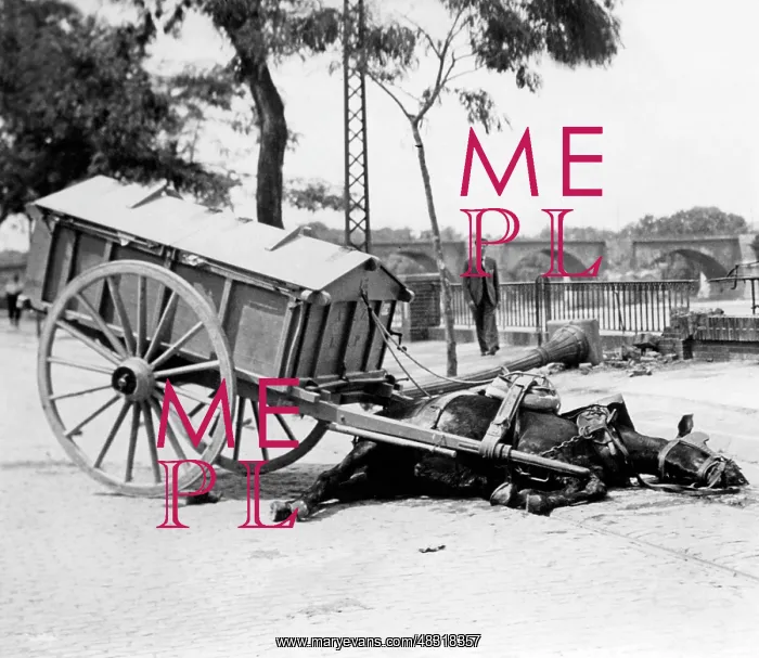 : Killed horse after a bomb attack in Spain, 1936 : Killed horse after a bomb attack in Spain, 1936