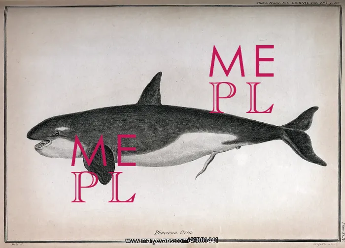 : Killer whale : Killer whale
