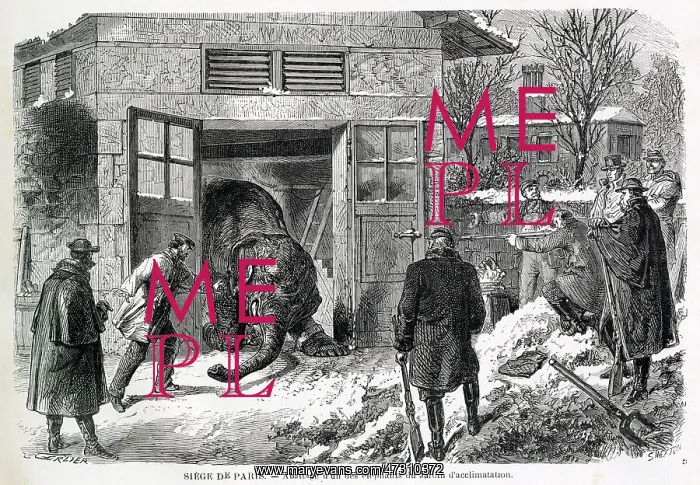 : KILLING AN ELEPHANT 1871 : KILLING AN ELEPHANT 1871