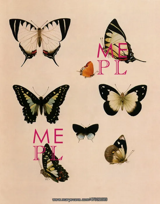 : Kinabalu Butterflies : Kinabalu Butterflies