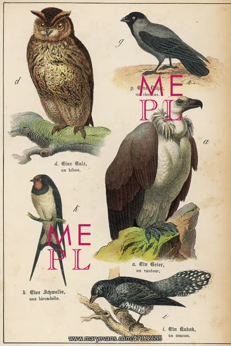 : FIVE KINDS OF BIRD : FIVE KINDS OF BIRD
