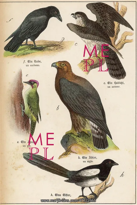 : FIVE KINDS OF BIRD : FIVE KINDS OF BIRD
