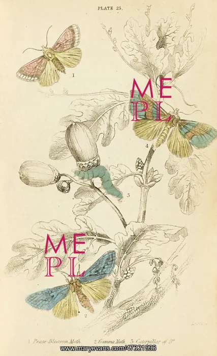 : THREE KINDS OF MOTH : THREE KINDS OF MOTH
