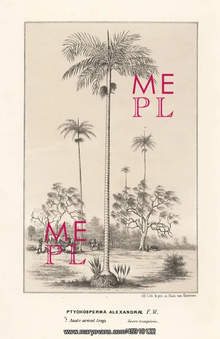: King Alexander palm Archontophoenix alexandrae : King Alexander palm Archontophoenix alexandrae