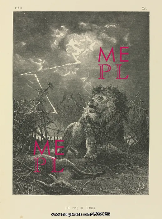 : The King of Beasts : The King of Beasts
