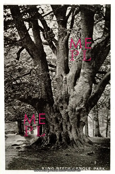 : King Beech Tree, Knole Park, Kent : King Beech Tree, Knole Park, Kent