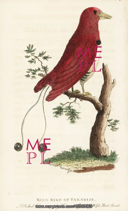 : King bird of paradise, Cicinnurus regius : King bird of paradise, Cicinnurus regius