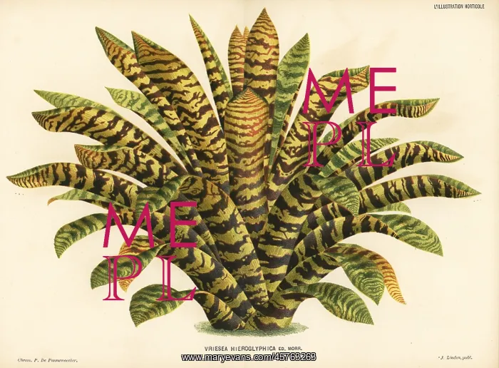  : King of the bromeliads, Vriesea hieroglyphica