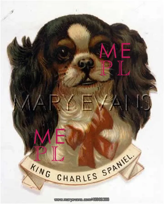  : KING CHARLES SCRAP HEAD