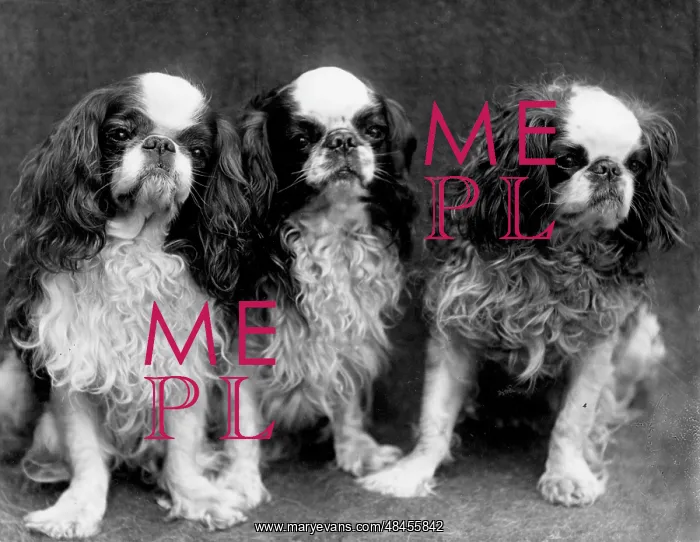 : KING CHARLES SPANIEL : KING CHARLES SPANIEL