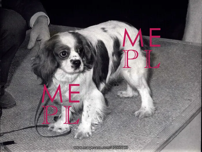 : King Charles Spaniel champion at Crufts : King Charles Spaniel champion at Crufts