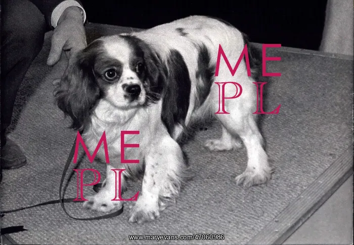 : King Charles Spaniel champion at Crufts : King Charles Spaniel champion at Crufts
