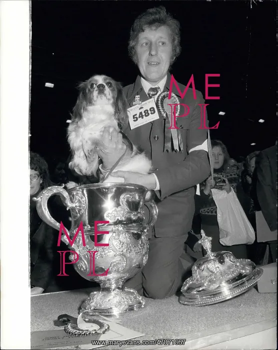 : King Charles Spaniel champion at Crufts : King Charles Spaniel champion at Crufts