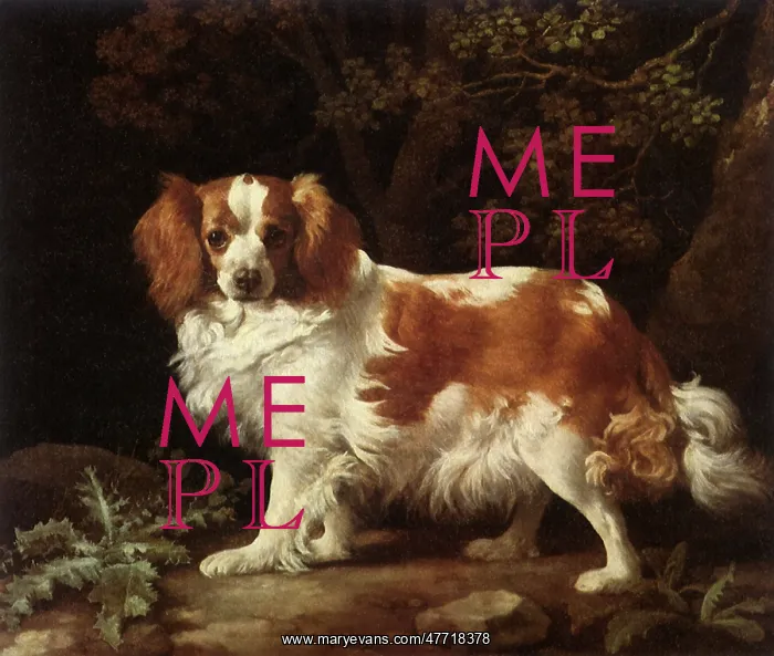  : King Charles Spaniel, by Stubbs